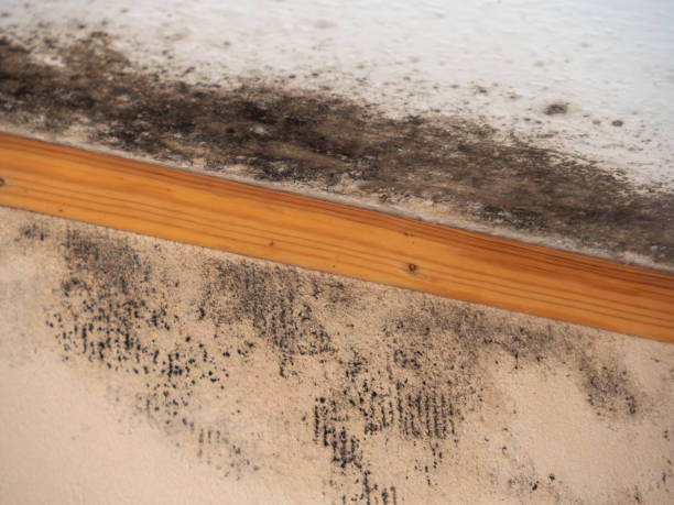 Best Crawl Space Mold Remediation  in Glide, OR